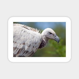 Cape Vulture close-up Magnet