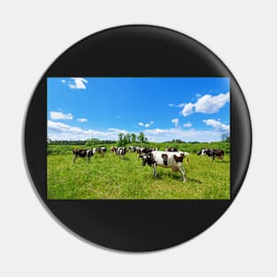 A herd of Holstein Friesian cows grazing on a pasture under blue cloudy sky Pin