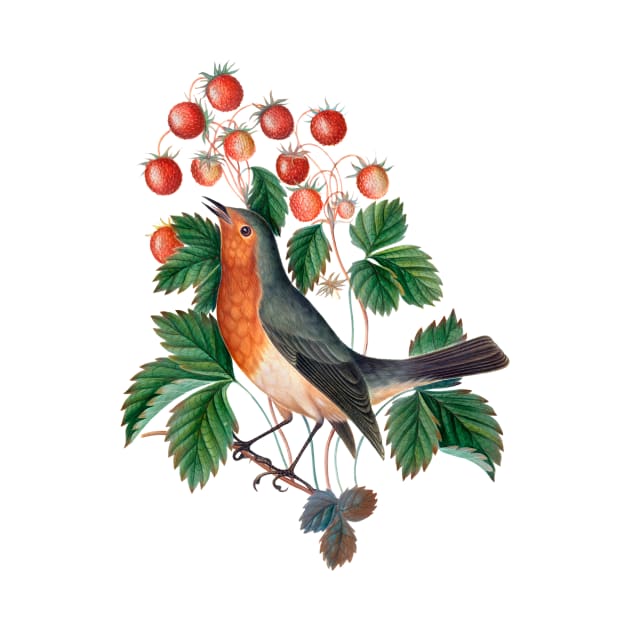 European robin and wild strawberry by WAITE-SMITH VINTAGE ART