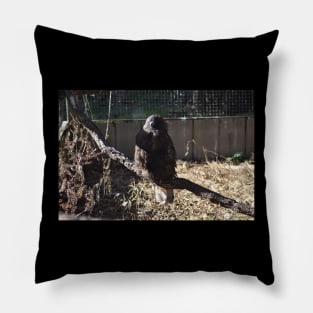 Hawk Pillow