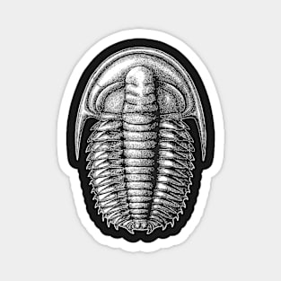 Cambrian trilobite - Estaingia bilobata Magnet