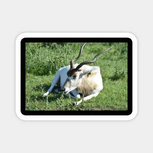 Addax Magnet