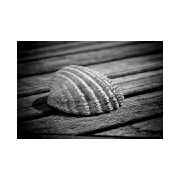 Half a sea shell on wood by Femaleform