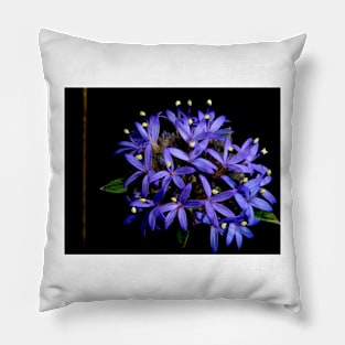 Blue Pincushion Flower Pillow