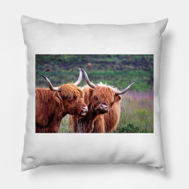 Dartmoor's Highlanders Pillow by avrilharris