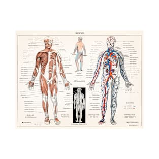 Antique Scientific Anatomical Illustration of the Nervous and Muscular System (1900) T-Shirt