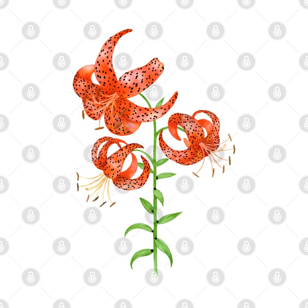 Tiger Lilies (Lilium lancifolium) by illucalliart