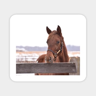 Skipshot filly Magnet