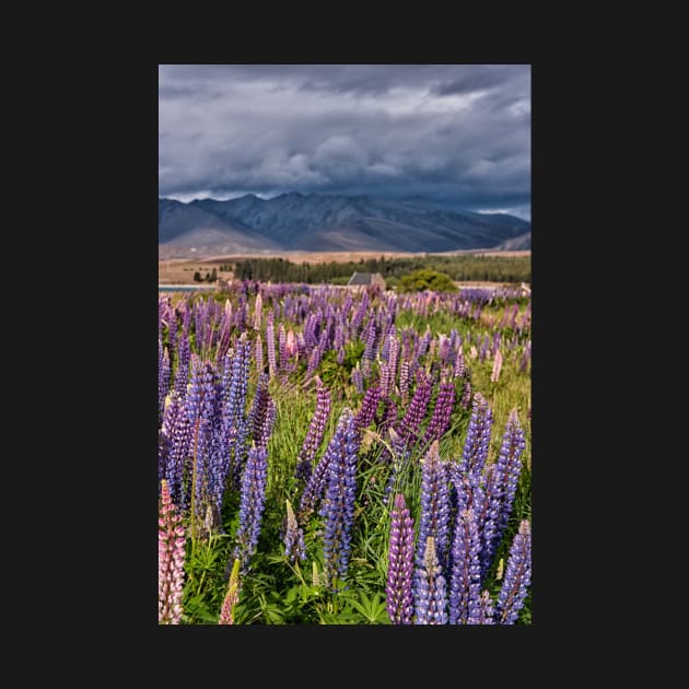 A Church in a Field of Lupins by krepsher