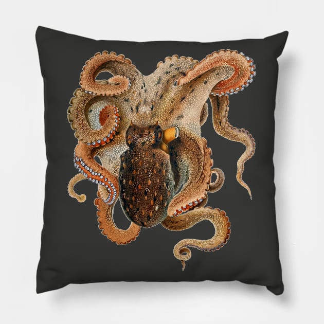 Vintage Octopus Vulgaris by Giacomo Merculiano Pillow by MasterpieceCafe