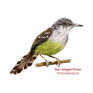 Bar-winged Prinia | Prinia familiaris T-Shirt