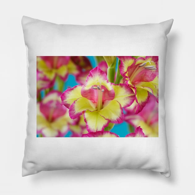 Gladiolus  'Laguna'  Also known as 'Flevo Laguna' Pillow by chrisburrows