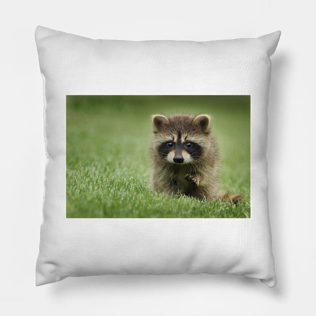 Raccoon Pillow by kawaii_shop