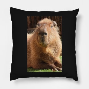 Capybara Pillow