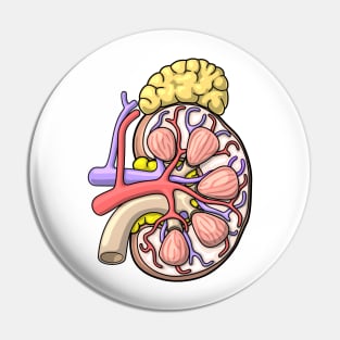 Human Kidney Anatomy Illustration - Nephrology Renal Diagram Pin