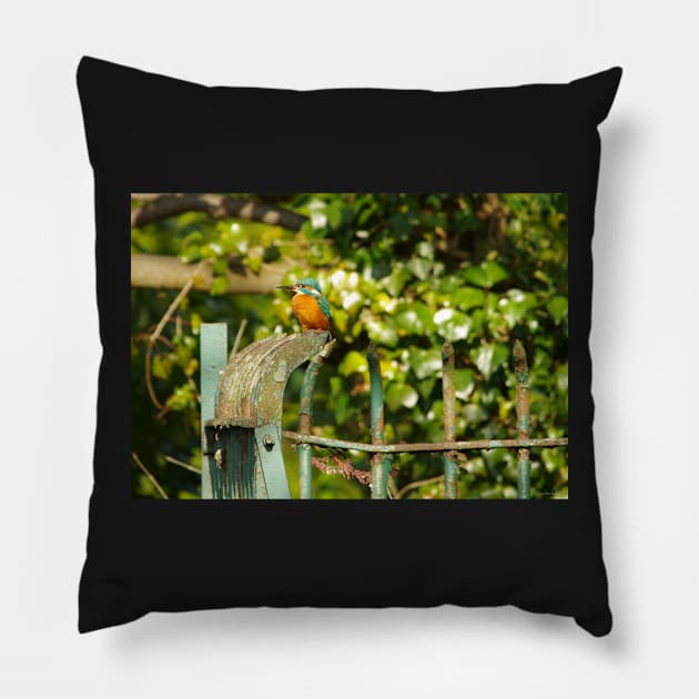 Kingfisher Pillow by Simon-dell