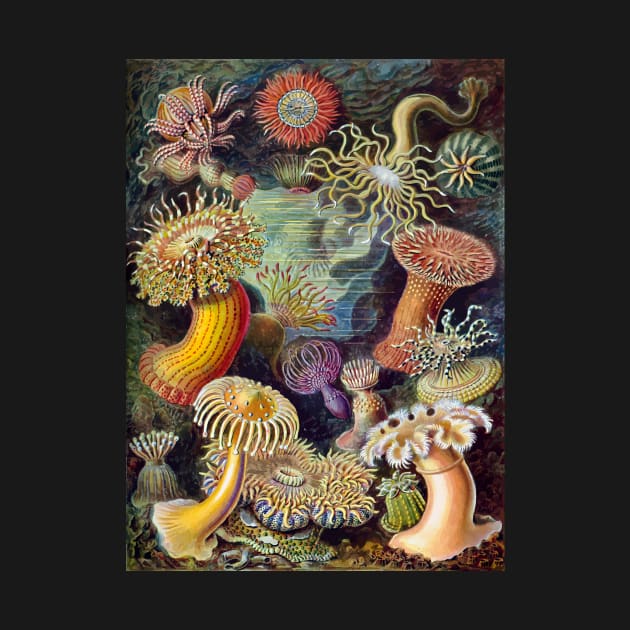 Vintage Art 1904 Haeckel Sea Anemones Flowers of the Sea by natureguided