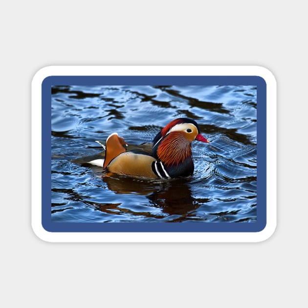 Mandarin duck Magnet by Violaman