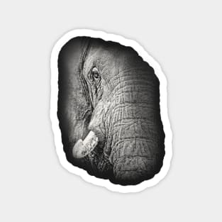 African Elephant Close-up Magnet