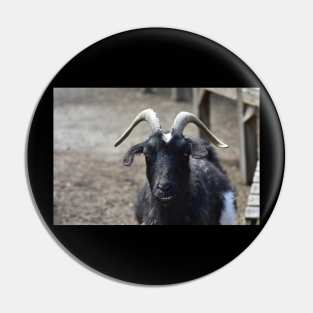 Goat Pin