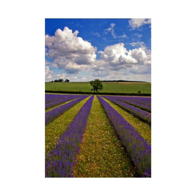 Lavender Field Purple Flowers Cotswolds England by AndyEvansPhotos