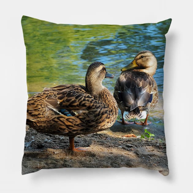 Mallard Ducks On The Beach Pillow by BackyardBirder