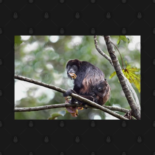 Howler monkey and baby by Jim Cumming