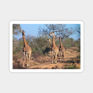 Four giraffes in the morning light Magnet