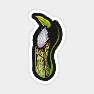 Botany Carnivorous Plant Pitcher Plant Nepenthes Hamata Magnet