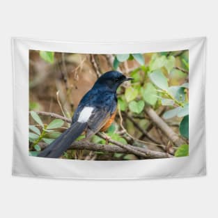 White-rumped shama Tapestry