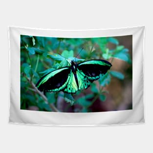 Female Cairns Birdwing Tapestry