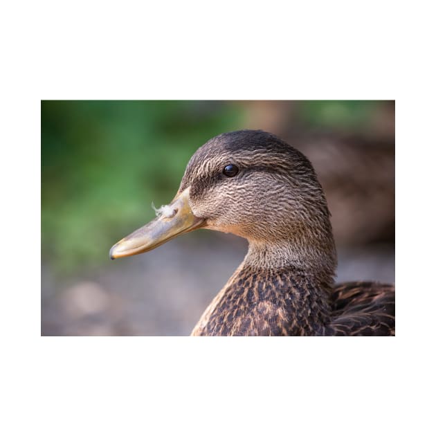 Mallard Profile by Eunice1