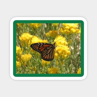 Butterfly, wildlife, gifts, butterflies, Nature Speaks Magnet