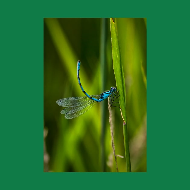 Common Blue Damselfly by Violaman