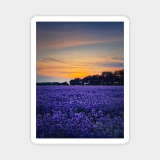 Purple blue lavender Magnet