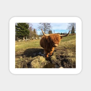 Scottish Highland Cattle Cow 2376 Magnet