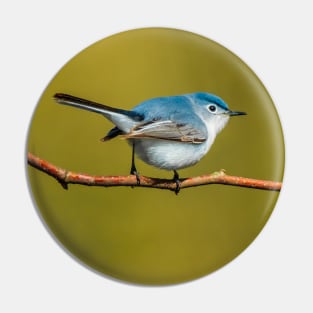 Little Cute Bird Photograph. Blue-Gray Gnatcatcher Pin