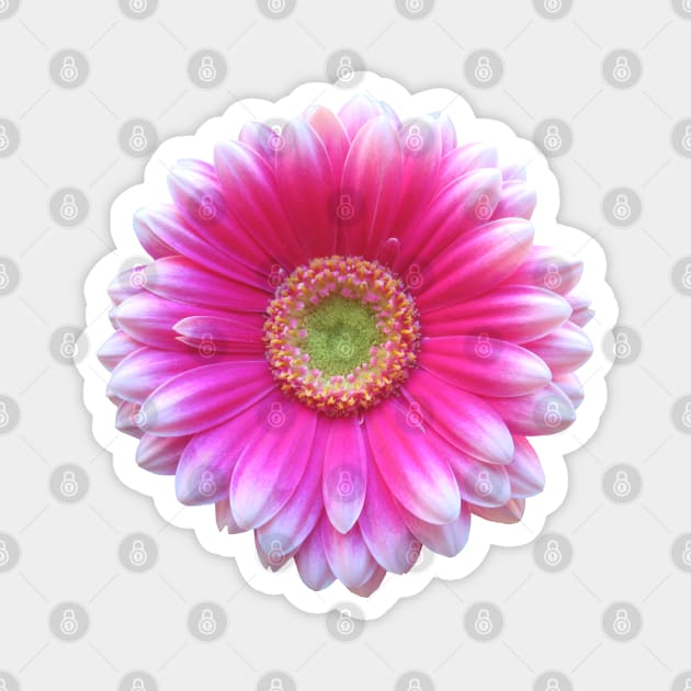 gerbera flower, daisies, gerberas, daisy, bloom Magnet by rh_naturestyles