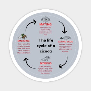 The life cycle of a cicada Magnet