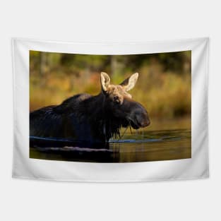 Swimming with Moose - Algonquin Park, Canada Tapestry