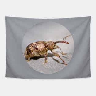 Springtime Weevil Macro Photograph Tapestry