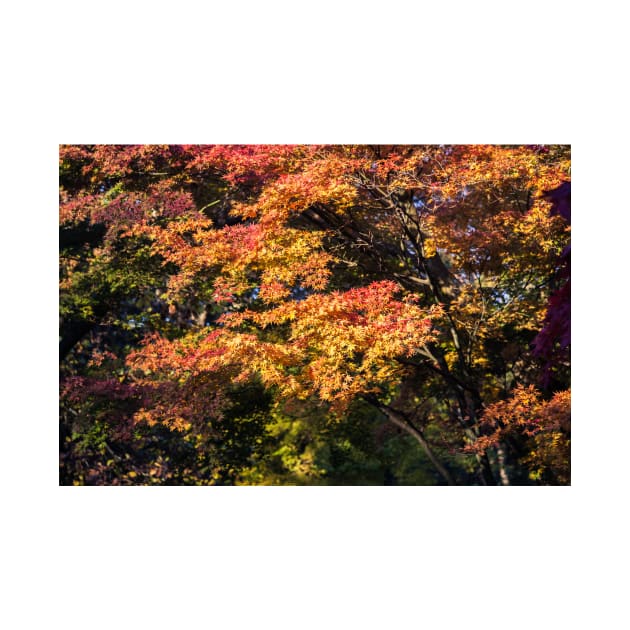 Maples in Glorious Autumn Colour by GrahamPrentice