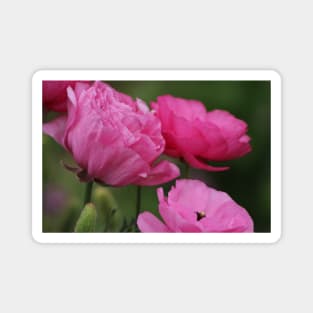 Closeup Deep Peony Pink Ranunculus Magnet