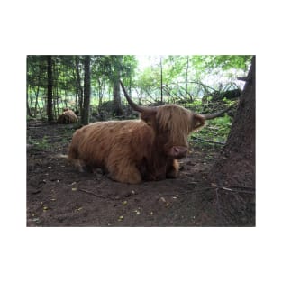 Scottish Highland Cattle Cow 1500 T-Shirt