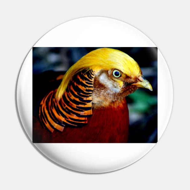 Pheasant Pin by pcfyi