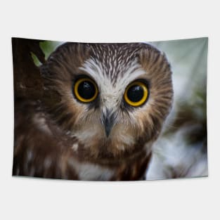 Northern Saw Whet Owl Portrait Tapestry