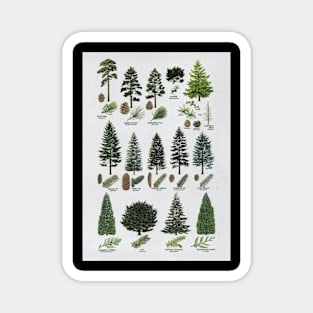 coniferous botanical poster Magnet