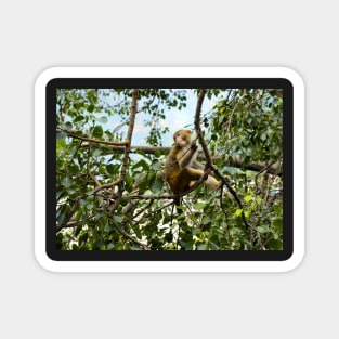 Planet Monkey Jungle Wildlife Magnet