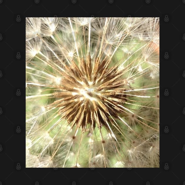 Make a Powerful Wish with a Dandelion Poof by Photomersion