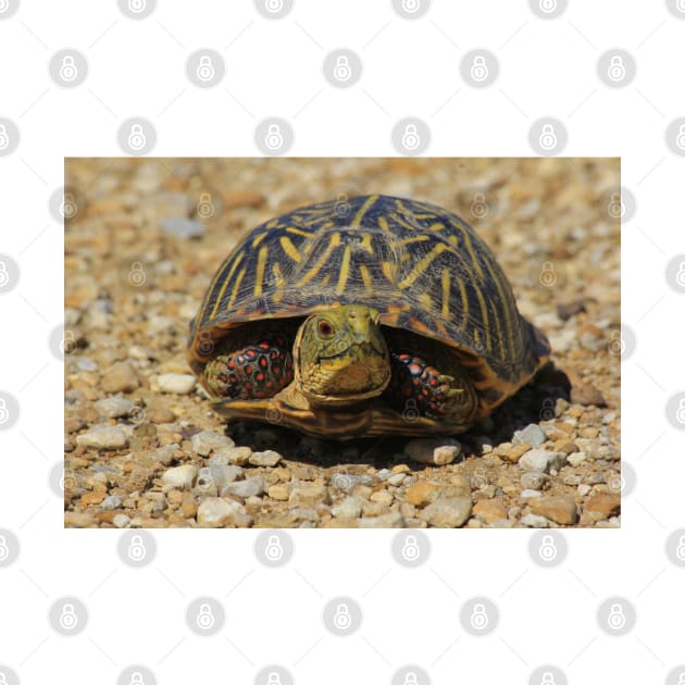 A Kansas Box Shell Male Turtle close up by ROBERTDBROZEK